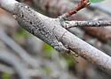 Brachynemurus ferox - photo 5