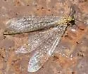 Brachynemurus hubbardii - photo 2