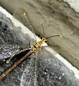 Brachynemurus irregularis - photo 2