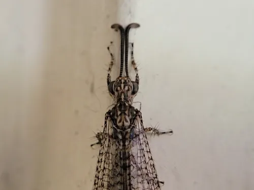 Brachynemurus longicaudus