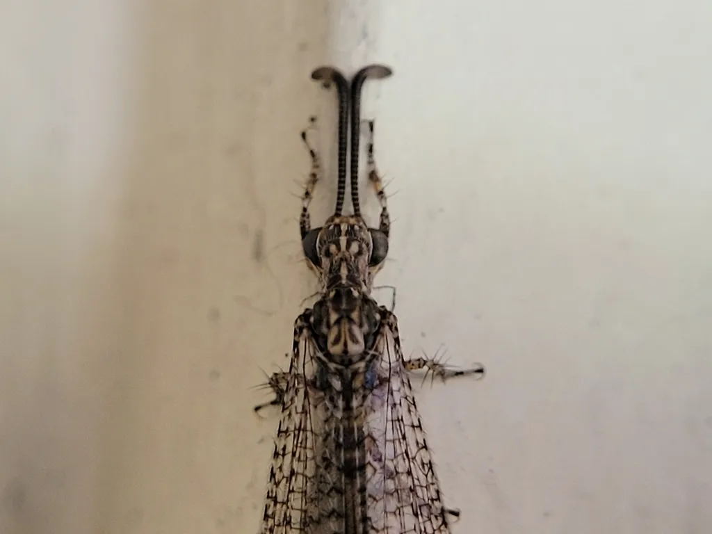 Brachynemurus longicaudus - photo 2