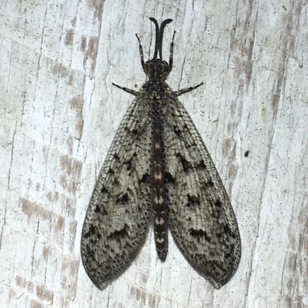 Brachynemurus nebulosus - photo 2