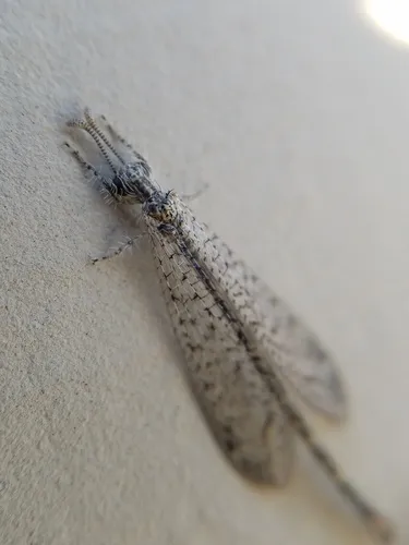 Brachynemurus pulchellus
