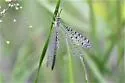 Brachynemurus ramburi