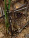 Brachynemurus ramburi - photo 2