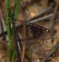 Brachynemurus ramburi - photo 3