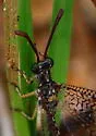 Brachynemurus ramburi - photo 4