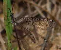 Brachynemurus ramburi - photo 5