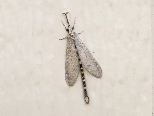 Brachynemurus sackeni