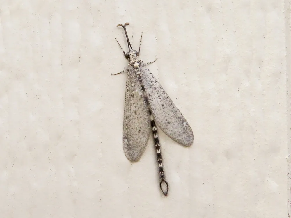 Brachynemurus sackeni - photo 2