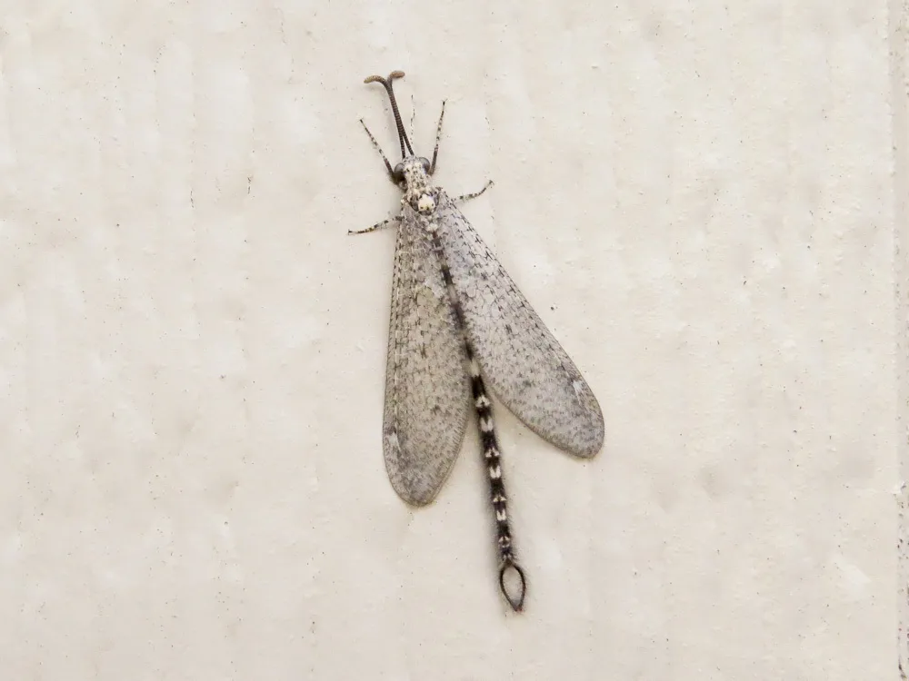Brachynemurus sackeni - photo 3