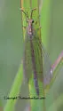 Brachynemurus signatus