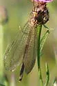 Brachynemurus signatus - photo 2