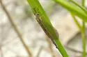 Brachynemurus signatus - photo 3