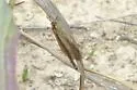 Brachynemurus signatus - photo 4