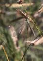 Brachynemurus versutus