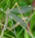 Brachynemurus versutus - photo 2