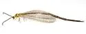 Brachynemurus versutus - photo 4