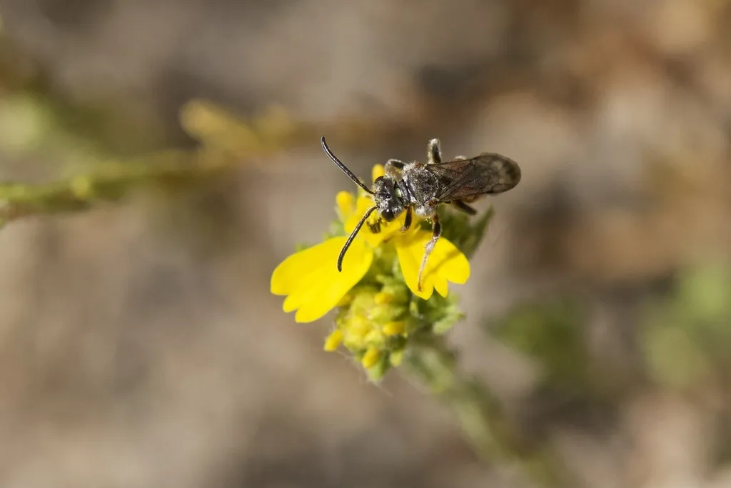 Brachynomada annectens - photo 2