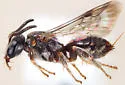Brachynomada margaretae
