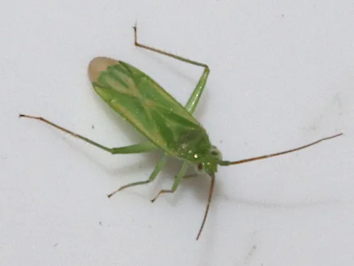 Brachynotocoris puncticornis