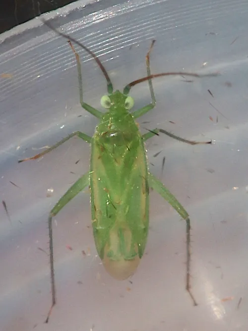 Brachynotocoris puncticornis - photo 2