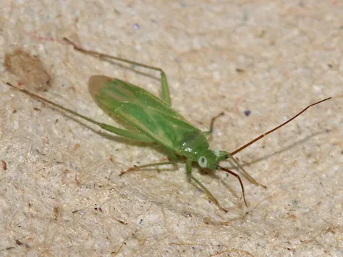 Brachynotocoris puncticornis - photo 3