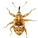 Brachyogmus ornatus - photo 2