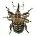 Brachyogmus ornatus - photo 4