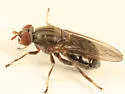 Brachyopa daeckei - Brachyopa daeckei