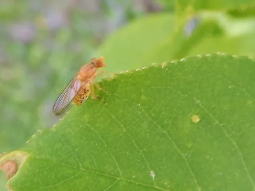 Brachyopa flavescens