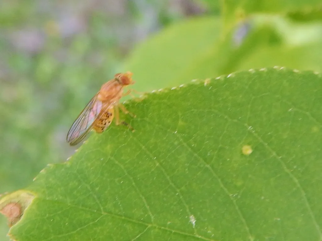 Brachyopa flavescens - photo 2
