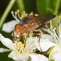 Brachyopa gigas