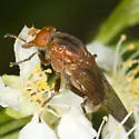 Brachyopa gigas - photo 2