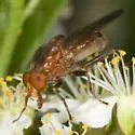 Brachyopa gigas - photo 3