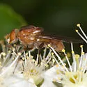 Brachyopa gigas - photo 4