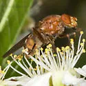 Brachyopa gigas - photo 5