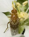 Brachyopa notata
