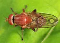Brachyopa notata - photo 2