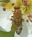 Brachyopa notata - photo 3