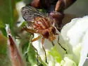 Brachyopa notata - photo 4