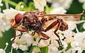 Brachyopa perplexa