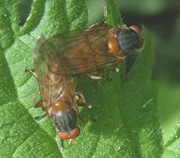Brachyopa scutellaris