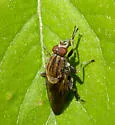 Brachyopa vacua