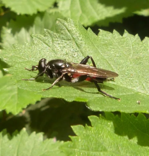 Brachypalpoides lentus