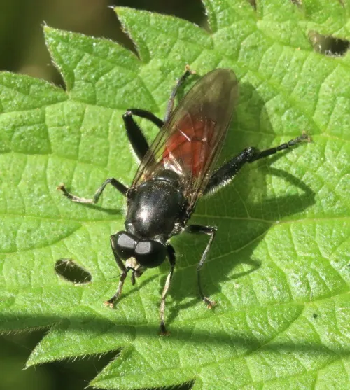 Brachypalpoides lentus - photo 2