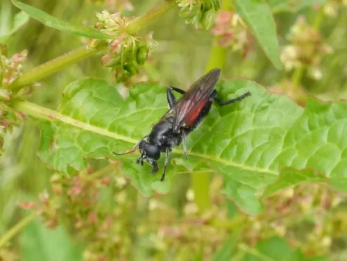 Brachypalpoides lentus - photo 3