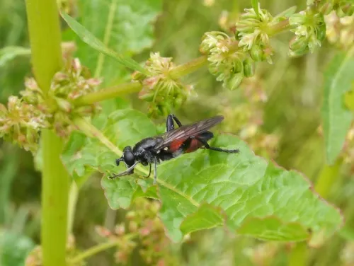 Brachypalpoides lentus - photo 4