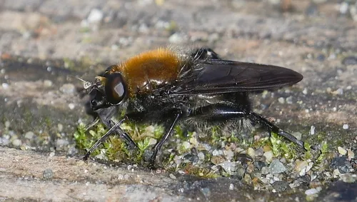 Brachypalpus alopex