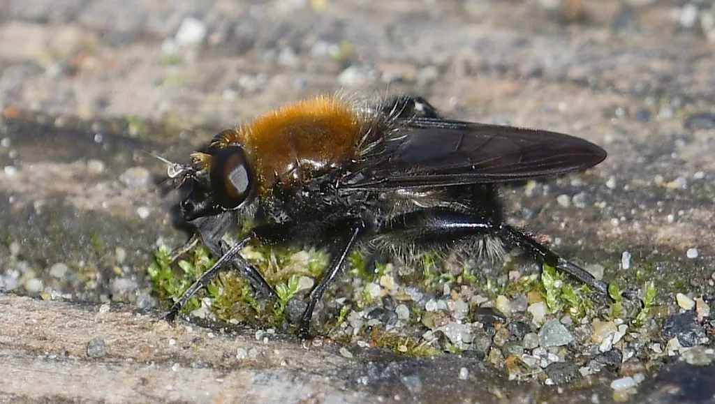Brachypalpus alopex - photo 2